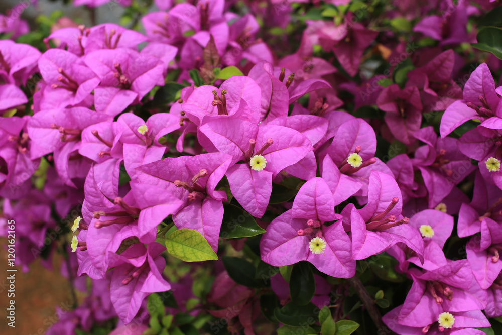 Bougainvillea paper flower