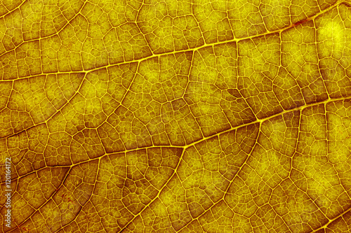 Autumn Leaf Texture./Autumn Leaf Texture