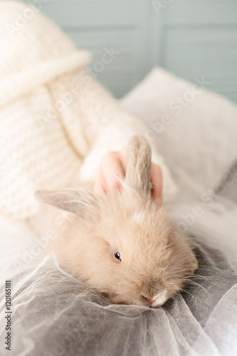 excellent little rabbit lying in bed