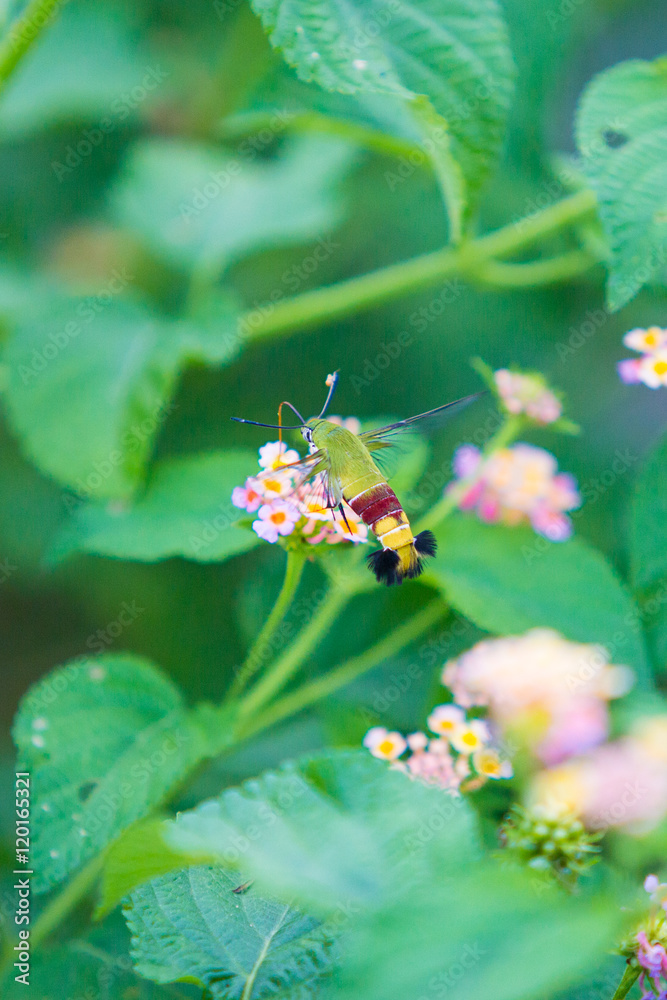 Sphingidae, known as bee Hawk-moth, enjoying the nectar of a yellow flower. Hummingbird moth. Calibri moth. Sphingidae, known as bee Hawk-moth, enjoying the nectar of a yellow flower. Hummingbird moth. Calibri moth.