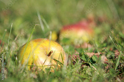 Äpfel im Gras liegend - Fallobst