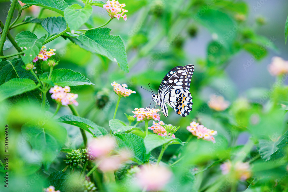 Papilio butterfly or common lime butterfly clap the wings on the Papilio butterfly or common lime butterfly clap the wings on the