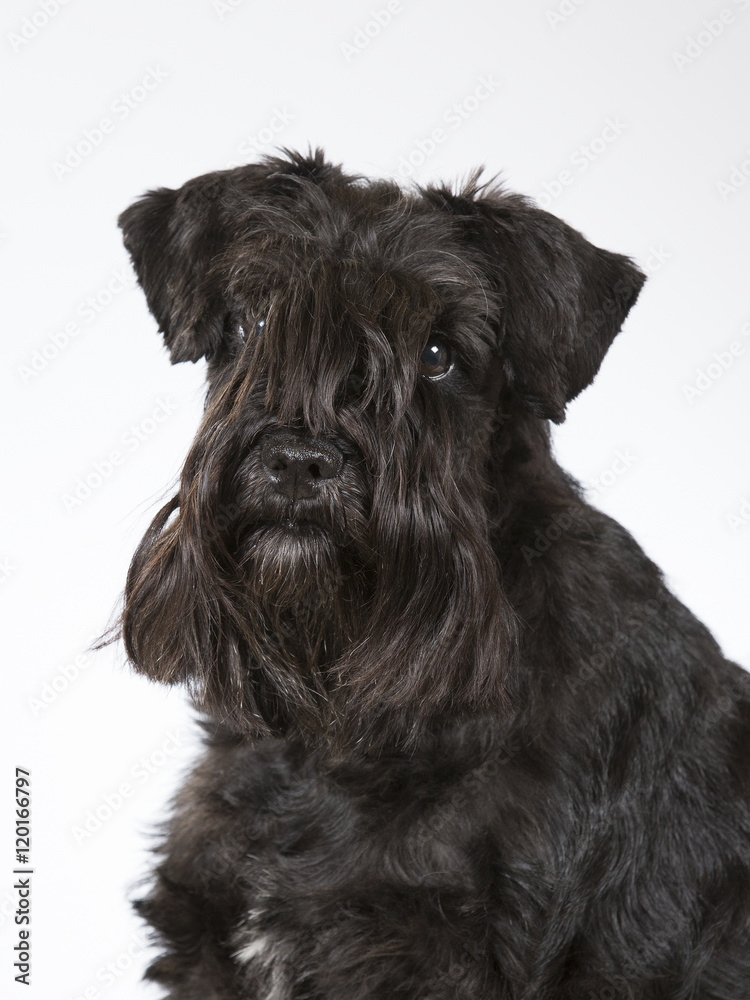 Miniature Schnauzer portrait. Image taken in a studio.