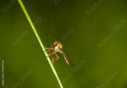 Robbery Fly © Arvind Balaraman