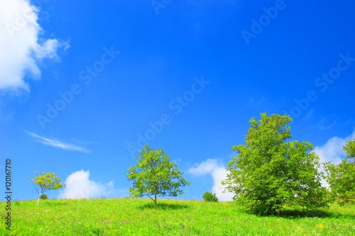 Green trees and blue sky in background