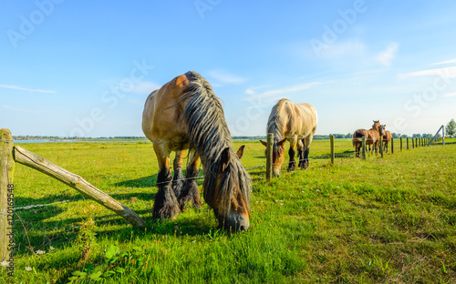 Large Belgian horse is eating grass at the other side