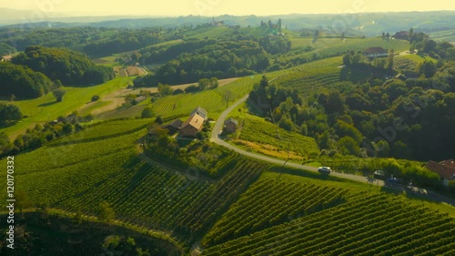 Green vineyard landscape from above

