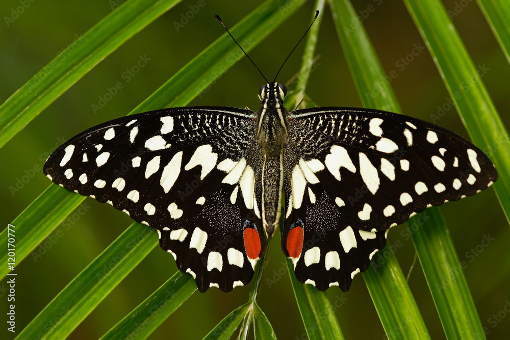 Obraz premium Beautiful butterfly from Tanzania. Citrus swallowtail, Papilio demodocus, sitting on the green leaves. Insect in dark tropic forest. Butterfly from Africa. Orange butterfly in green vegetation.