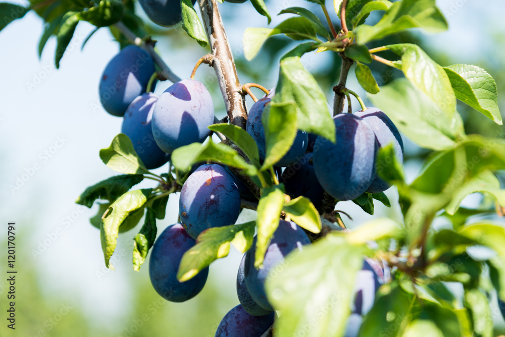 Bio Zwetschgen, Zwetschgenbaum am Bodensee Stock Photo | Adobe Stock