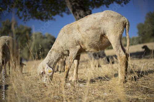 Shorn Sheep Grazing in Dry Earth. Turkey
Mixed Kivircik Breed 