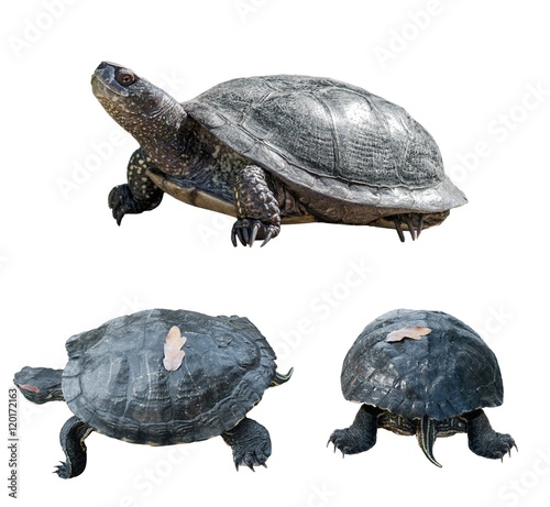 Set of turtles. turtles from different sides. isolated over white background. photo