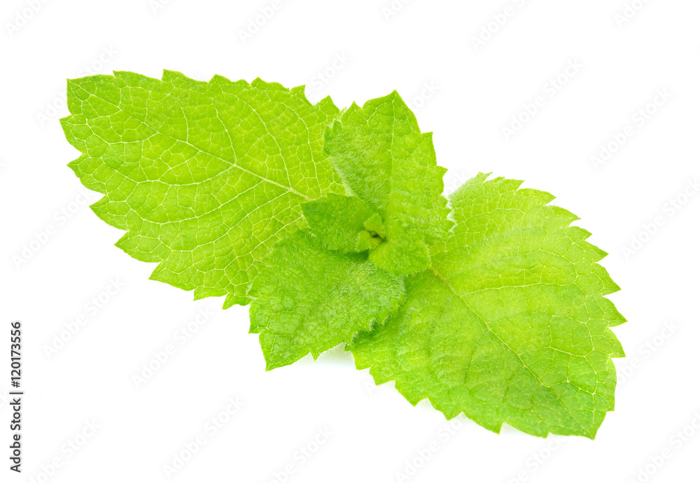 Fresh green leaf of mint macro Fresh green leaf of mint macro