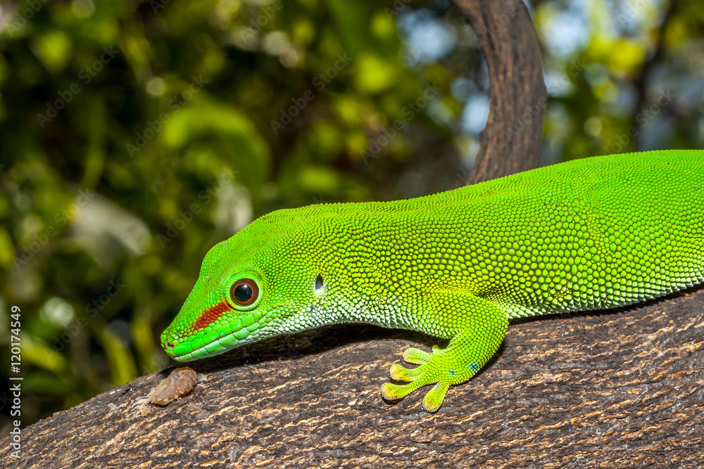 Gecko
Gecko à l'île de la Réunion