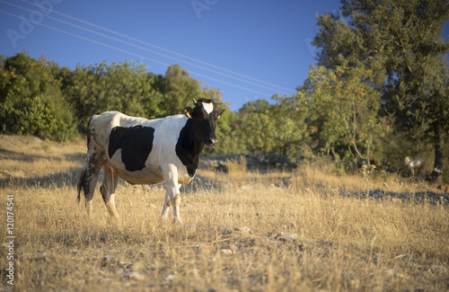 Friesian Cow in Turkey. Taurus Mountains
