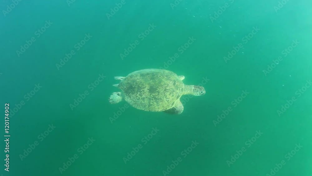 Green Sea Turtle swimming underwater Green Sea Turtle swimming underwater