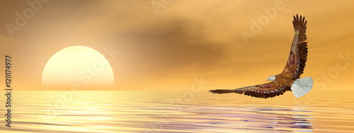 Photography Eagle flying to the sun - 3D render