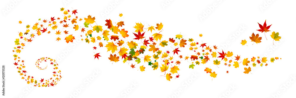 Bunte Herbstblätter als Panorama vor weißem Hintergrund Bunte Herbstblätter als Panorama vor weißem Hintergrund