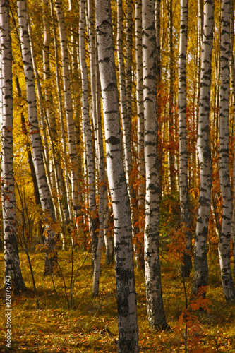 Yellow foliage in autumn Birch Grove