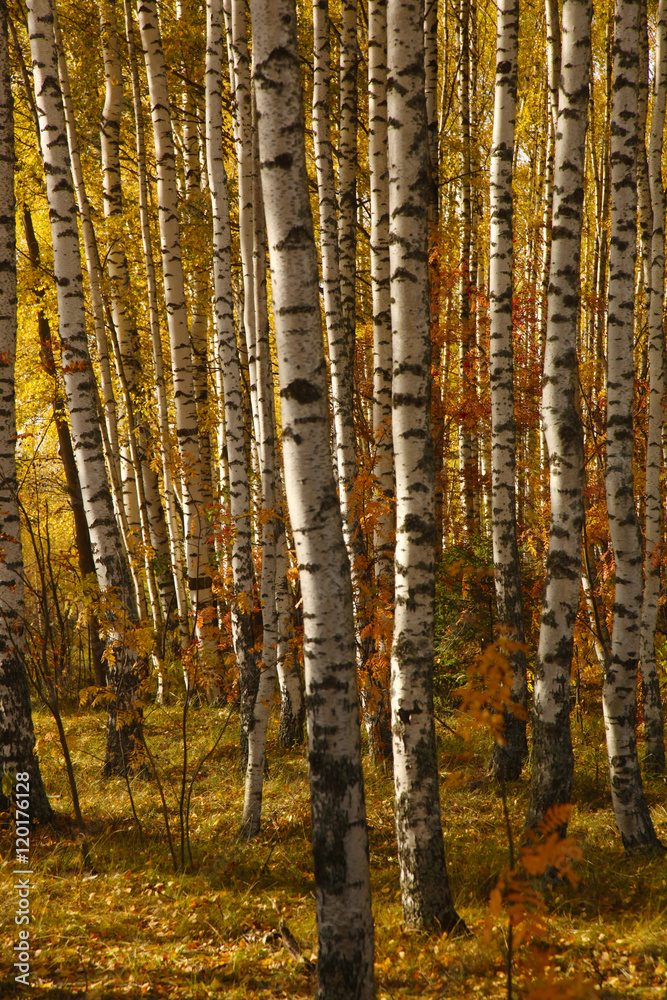 Yellow foliage in autumn Birch Grove Yellow foliage in autumn Birch Grove
