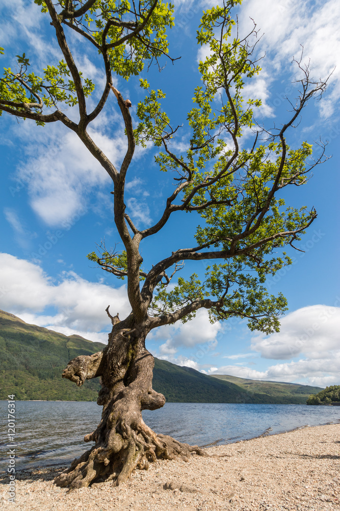 Baum am Ufer des Loch Lomond, Highlands, Schottland Baum am Ufer des Loch Lomond, Highlands, Schottland