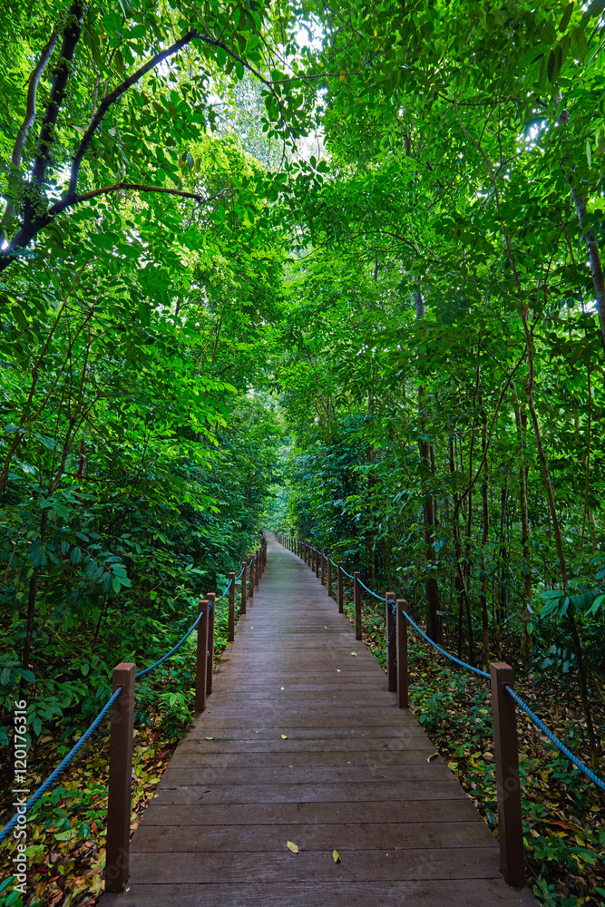 Obraz premium Boardwalk in the park of Singapore