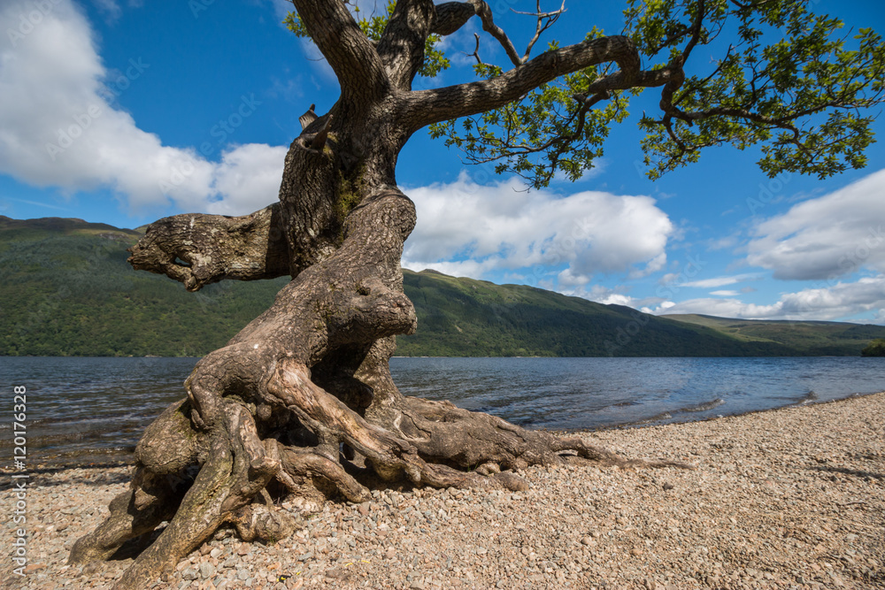 Baum am Ufer des Loch Lomond, Highlands, Schottland