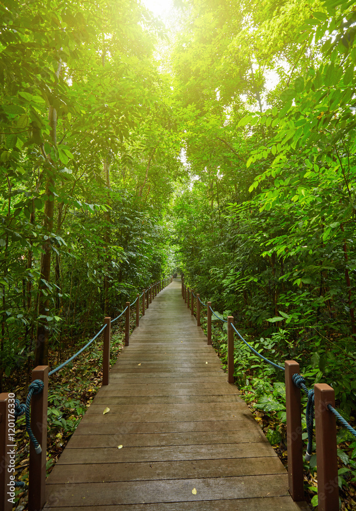 Fototapeta premium Boardwalk in the park