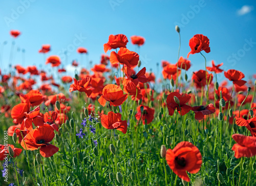 Poppy field flowers. Red poppies over blues sky background.