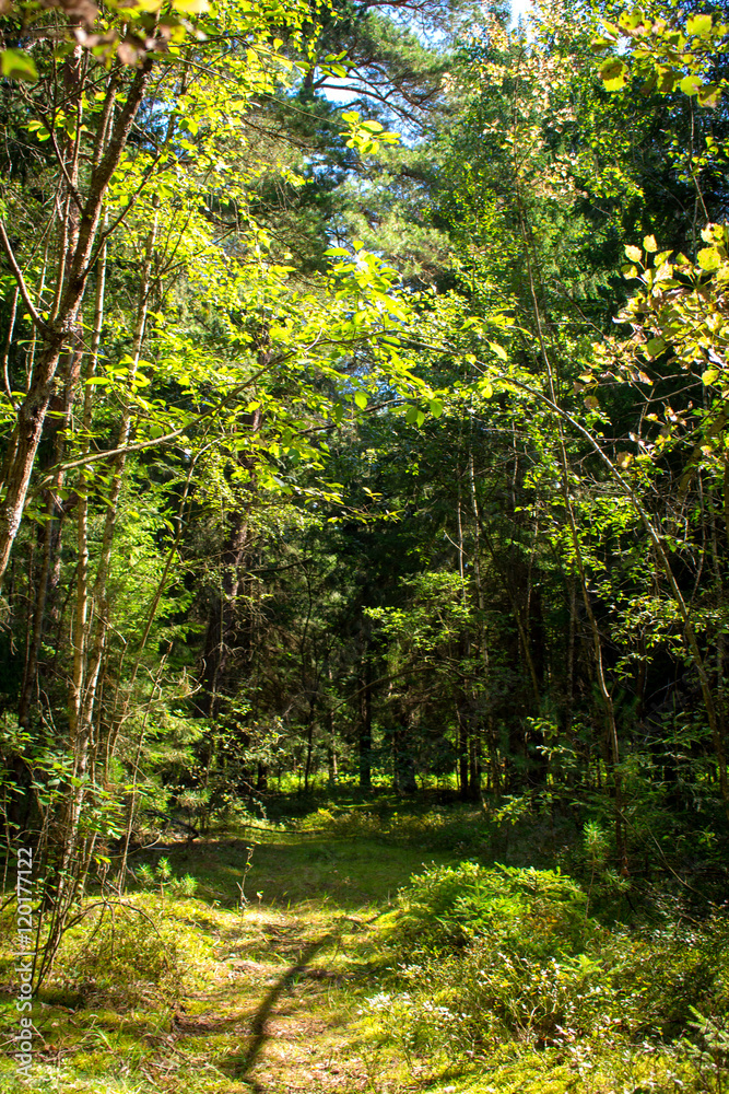 Obraz premium Forrest in summer