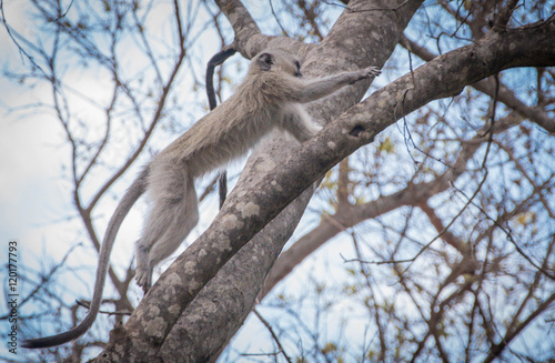 Jumping monkey in tree