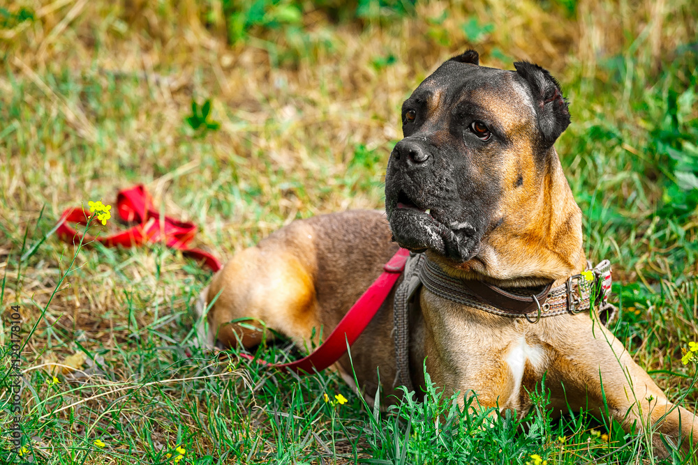 Brown Cane corso italiano lying on the grass