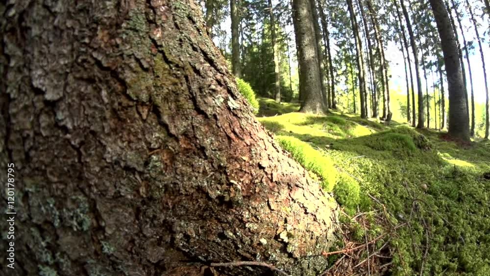 swedish forest in summer - sweden