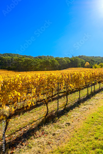 Grape vines in autumn