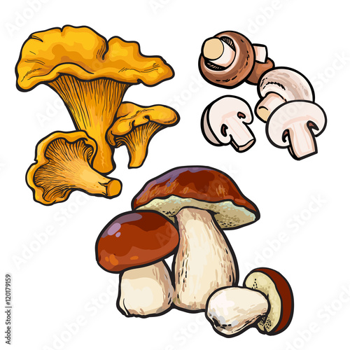 Set of chanterelle, champignon, porcini edible mushrooms sketch style vector illustration isolated on white background. Collection of edible mushrooms - button mushroom, chanterelle and porchini photo