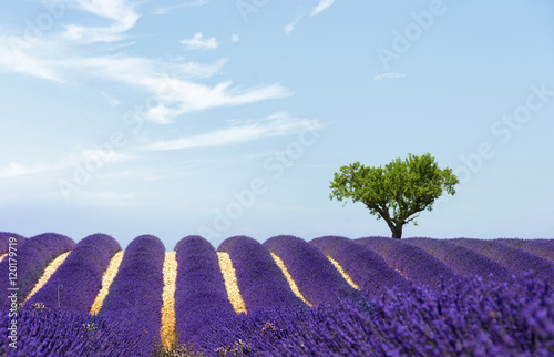Fototapeta Naklejka Na Ścianę i Meble -  Landscape with lavender field and a tree in Provence