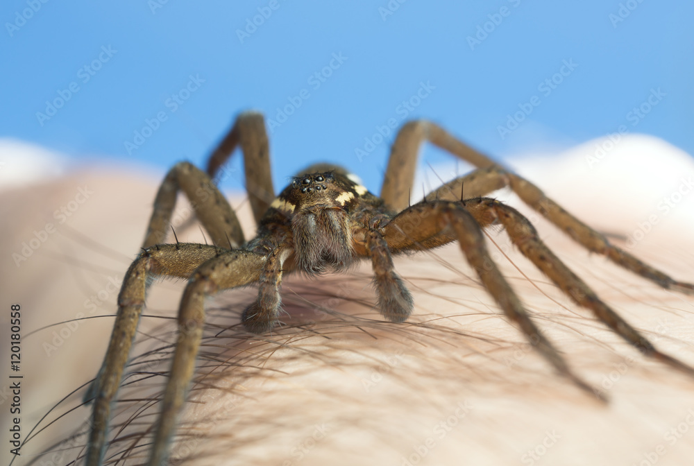 Raft spider, Dolomedes fimbriatus on human skin