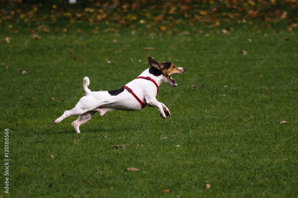 spielender Hund 