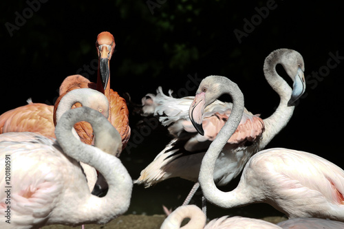 Kubaflamingo - Phoenicopterus ruber photo