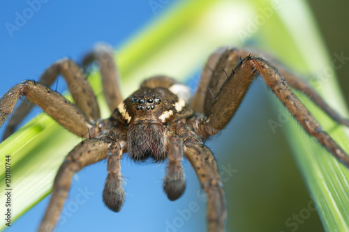 Raft spider, Dolomedes fimbriatus