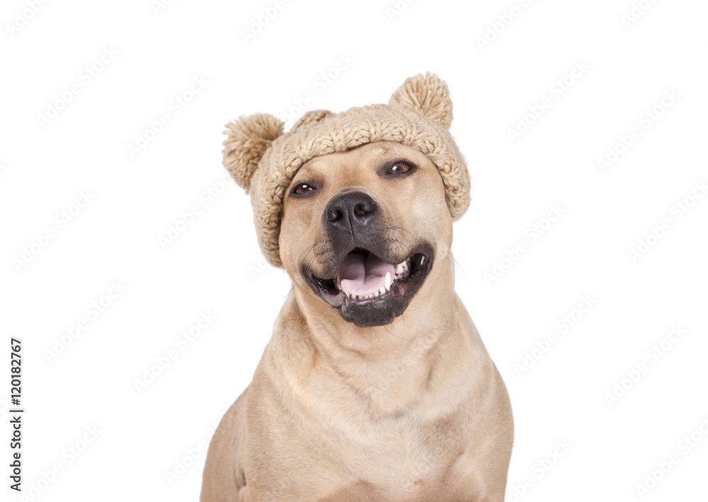 rechtdoor Won raken Fotobehang blije vrolijke lachende hond, Amerikaanse Stafford, met gebreide  muts met pompons - Nikkel-Art.be