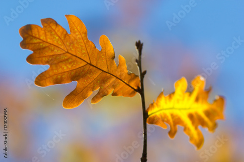 leaves oak  fall  blurred