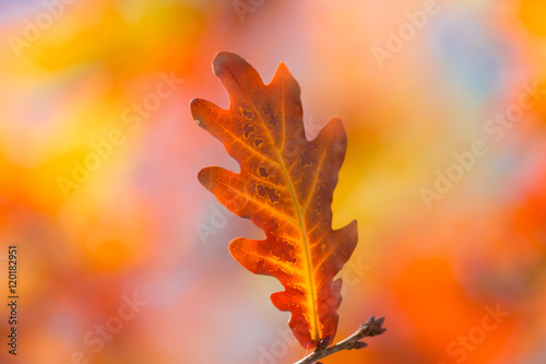 leaves oak  fall  blurred