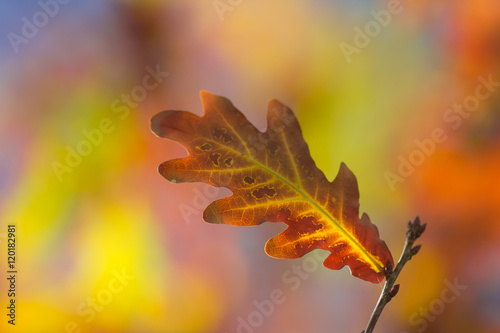 leaves oak  fall  blurred