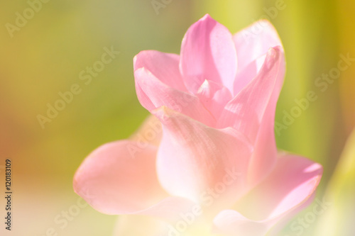 Curcuma alismatifolia ,Siam tulip,Summer tulip in the garden © teunk