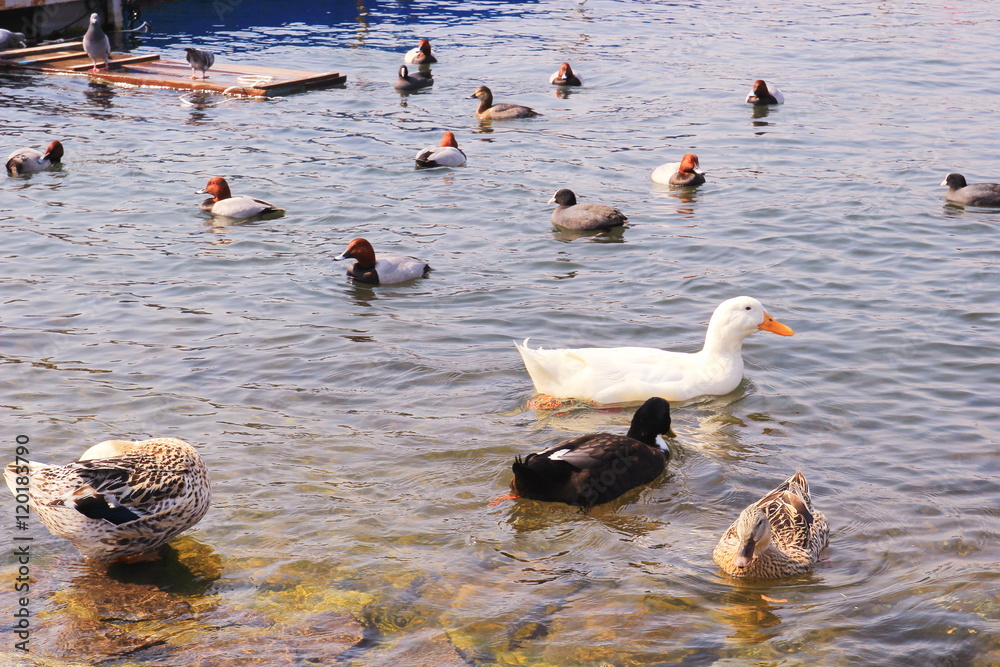 Fototapeta premium Ducks swimming on the water, Lake of Kawaguchiko, Japan