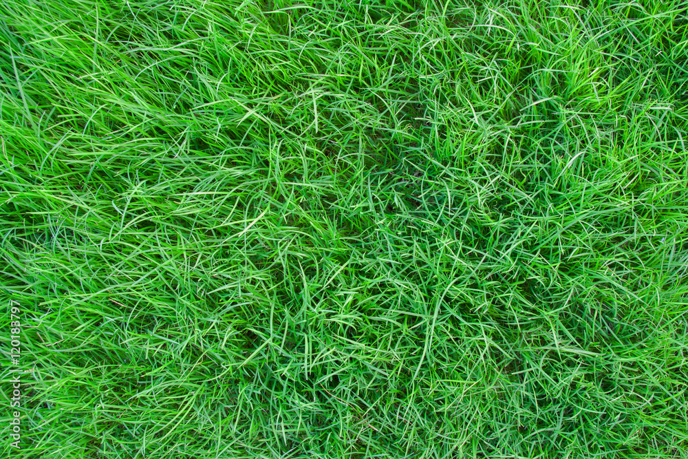 grass grass