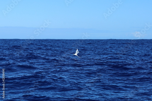 oiseau sur la mer