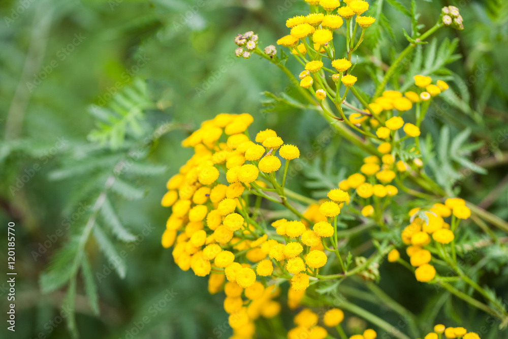 Wild, yellow flowers and buds with natural background