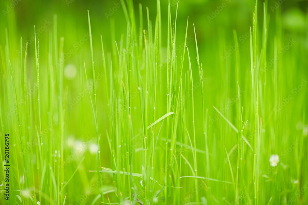 green grass texture abstraction