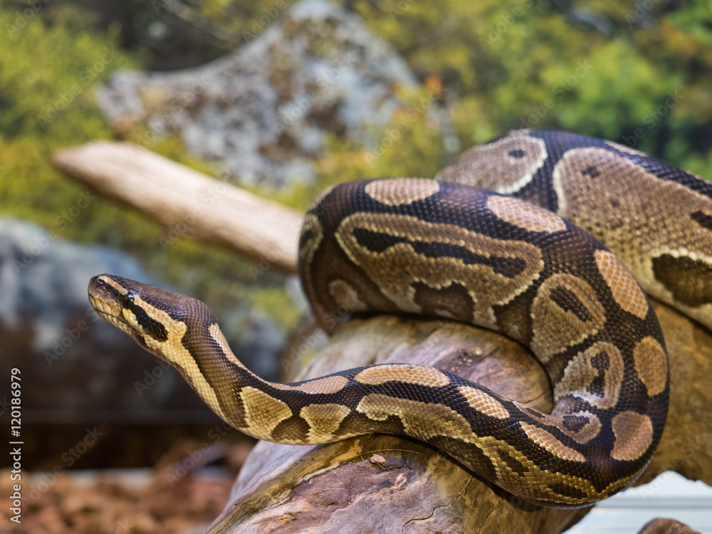 Obraz premium ボールニシキヘビ